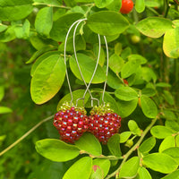 Lustre ruby salmonberry earrings