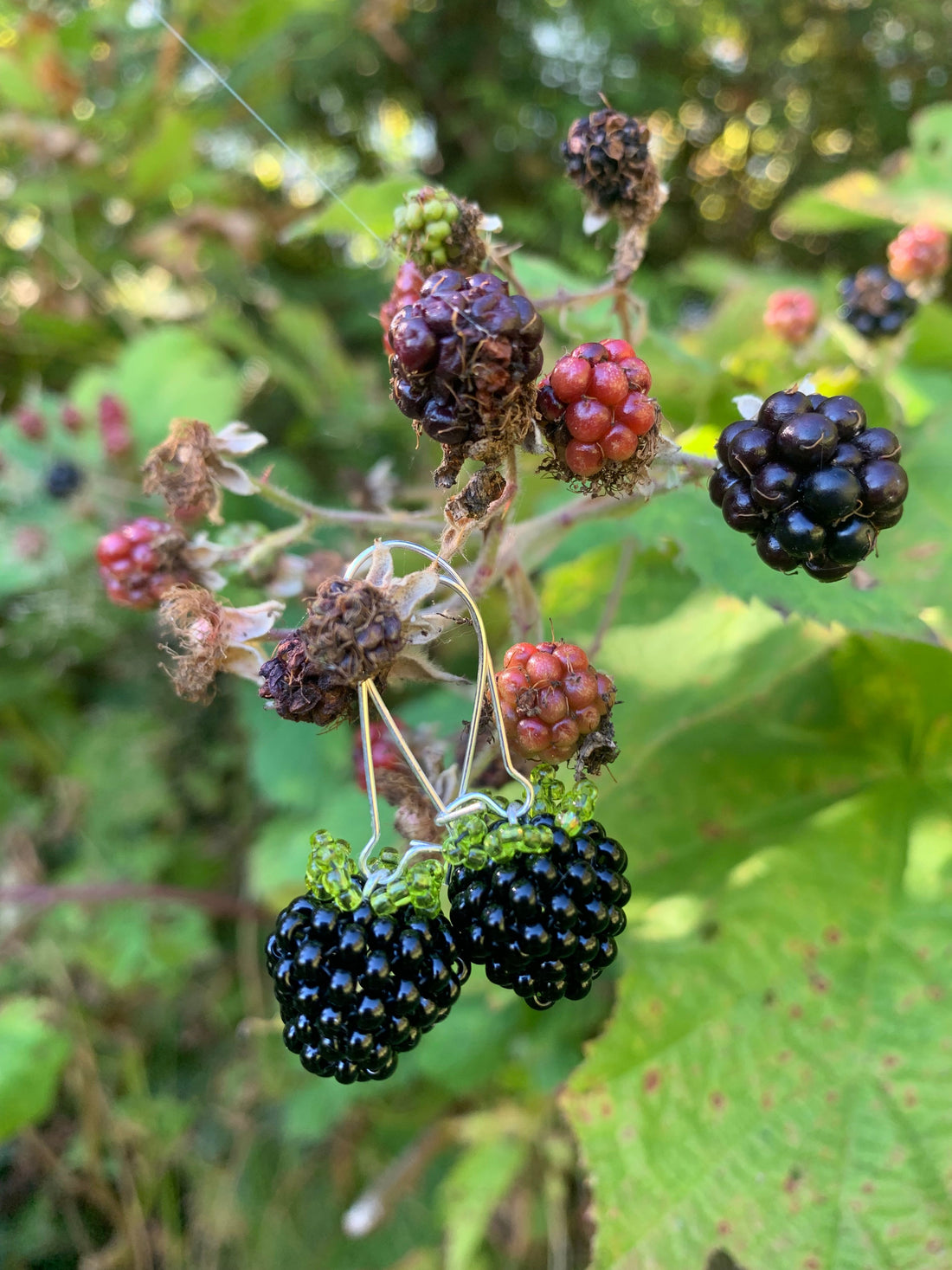 Juicy ripe blackberries